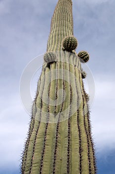 Organ Pipe Cactus N.M., Arizona, USA