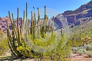 Organ Pipe Cactus National Monument