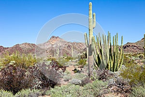 Organ Pipe Cactus National Monument