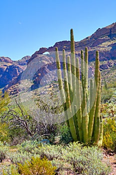 Organ Pipe Cactus National Monument