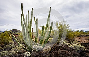 Organ Pipe Cactus National Monument