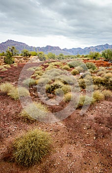 Organ Pipe Cactus National Monument