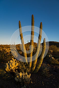 Organ Pipe Cactus National Monument