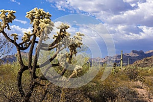 Organ Pipe Cactus National Monument, Arizona, US
