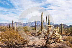 Organ Pipe Cactus National Monument, Arizona, USA