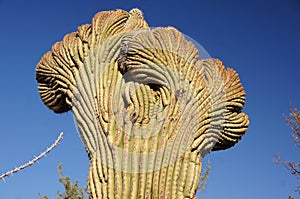 Organ Pipe Cactus National Monument, Arizona, USA