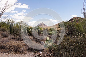 Organ Pipe Cactus National Monument, Arizona, USA