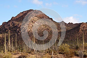 Organ Pipe Cactus National Monument, Arizona, USA