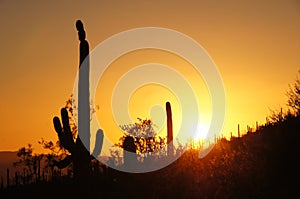 Organ Pipe Cactus National Monument, Arizona, USA