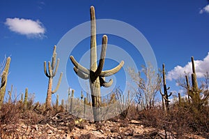 Organ Pipe Cactus National Monument, Arizona, USA