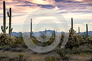 Organ Pipe Cactus National Monument, with chainfruit cholla and saguaros at sunset photo