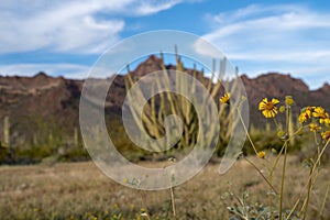 Organ Pipe Cactus National Monument - dying yellow desert wildflowers, ready to go to seed, in front of a de-focused organ pipe