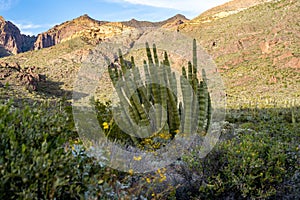 Organ Pipe Cactus National Monument, with the namesake cactus next to wildflowers in late afternoon sunshine