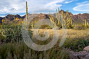 Organ Pipe Cactus National Monument - with scrub grasses, wildflowers, and saguaros