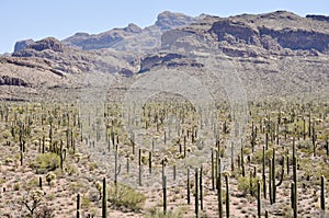 Organ Pipe Cactus National Park, Arizona