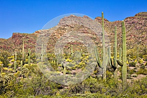 Organ Pipe Cactus NP