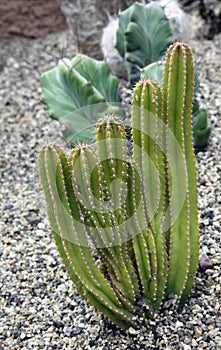 Organ Pipe Cactus potted on rock garden