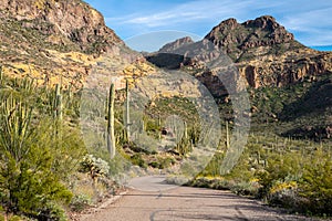 Organ Pipe Cactus and Saguaro cacti grow together in harmony along Ajo Mountain Drive in Arizona in the National Monument