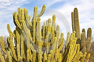 Organ Pipe Cactus Saguaro Desert Arizona