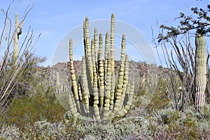 Organ Pipe Cactus in the Sonoran Desert