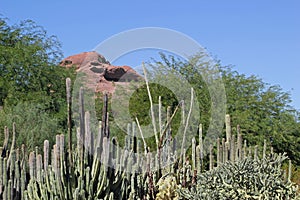 Organ Pipe Cactus in the Sonoran Desert in Phoenix, Arizona