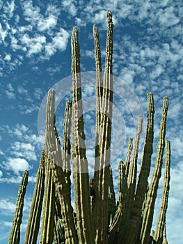 Organ Pipe Cactus, State of Baja California Sur, Mexico photo