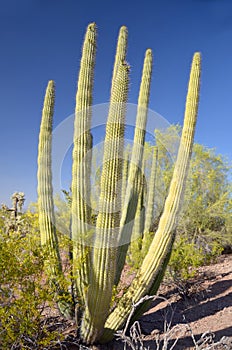 The Organ Pipe Cactus Stenocereus thurberi