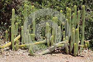 The Organ Pipe Cactus Stenocereus thurberi