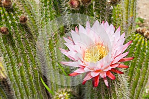 Organ Pipe Cactus (Stenocereus thurberi) flower