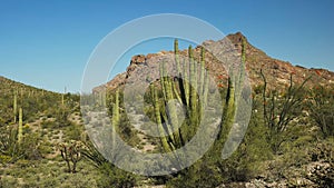 Organ pipe cactus and twin peak in arizona