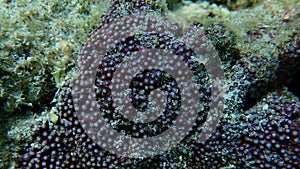Organ pipe coral or red organ pipe coral (Tubipora musica) close-up undersea, Red Sea