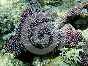 Organ pipe coral or red organ pipe coral (Tubipora musica) undersea, Red Sea