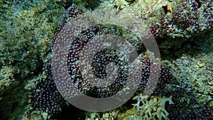 Organ pipe coral or red organ pipe coral (Tubipora musica) undersea, Red Sea