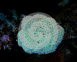 Organ pipe coral - Tubipora musica