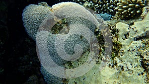 Organ pipe coral Tubipora musica undersea, Red Sea, Egypt, Sharm El Sheikh, Nabq Bay