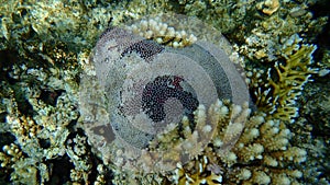 Organ pipe coral Tubipora musica undersea, Red Sea, Egypt, Sinai, Ras Mohammad national park