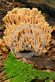 Organ Pipe Fungus