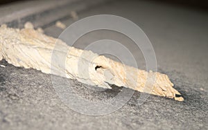 Organ-pipe mud dauber nest