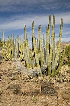 Organ Pipe National Monument