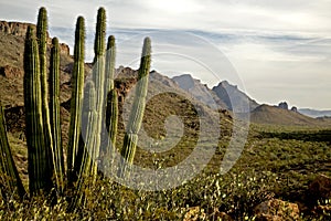 Organ Pipe National Monument