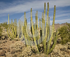 Organ Pipe National Monument