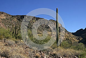 Organ pipe national park, Arizona - group of large cacti against a blue sky