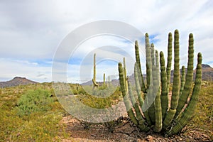 Organ Pipe and Saguaro cactuses in Organ Pipe Cactus National Monument, Arizona, USA photo