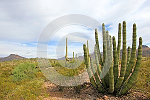 Organ Pipe and Saguaro cactuses in Organ Pipe Cactus National Monument, Arizona, USA