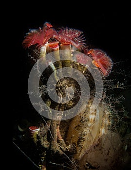 Organ Pipe Worms and Scallop.