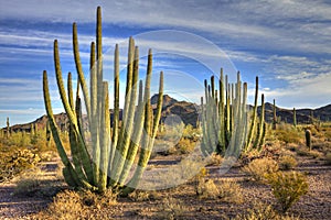 Organ Pipes