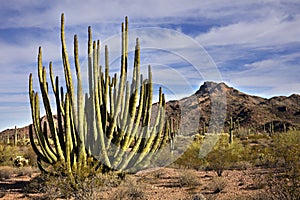 Organ Pipes