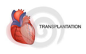 Organ transplantation. Heart. Body parts. photo