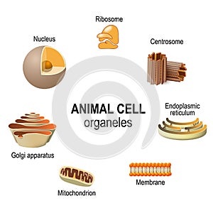 Organelles of animal cells