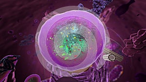 Organelles inside Eukaryote, focus on lysosome